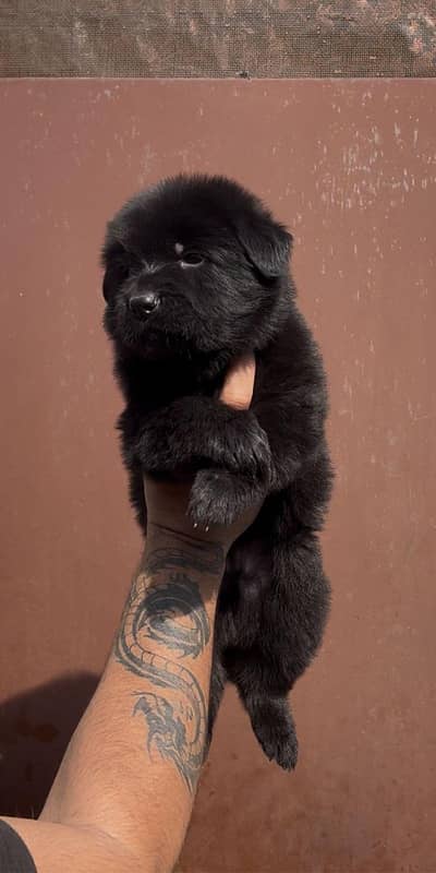German shepherd long coat black mask puppies