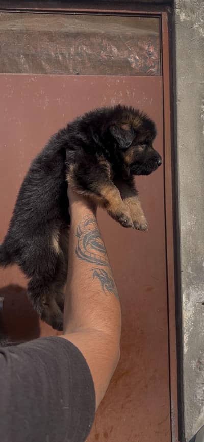 German shepherd long coat black mask puppies