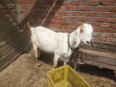 4 month's Gaban bakri for sale