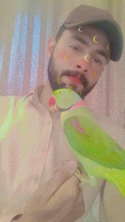 Raw parrot