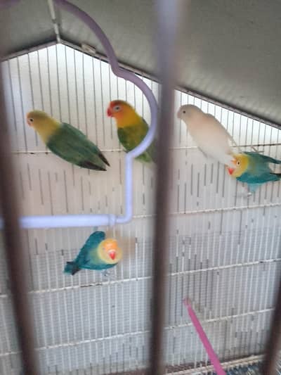 par blue ,black maskit ,pairs