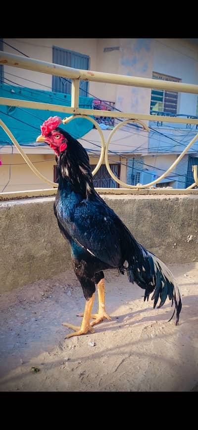 Aseel Lasani urgent for sale