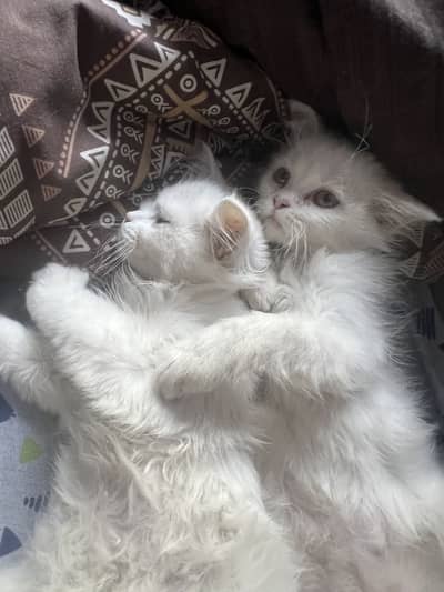 Persian double coat (urgent sale)