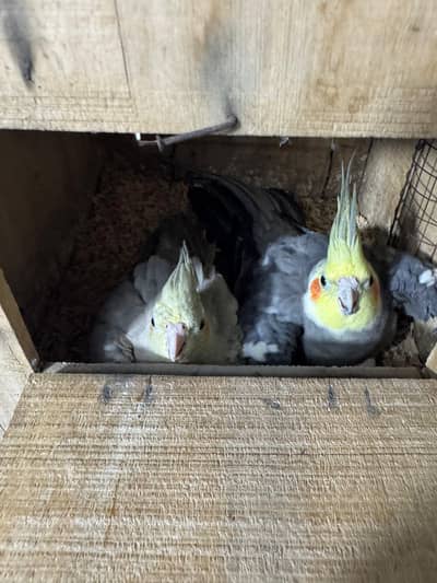 full breeder hai hai ya only 3k