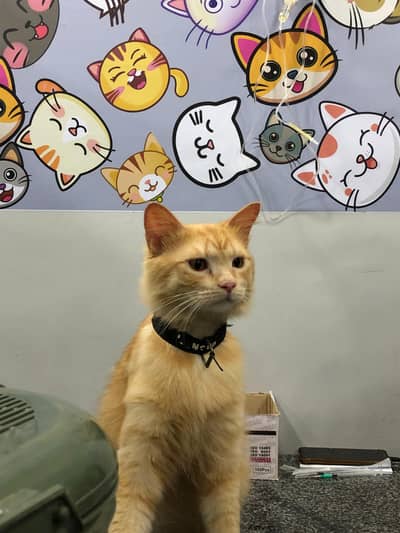 A pair of well Trained Persian cats