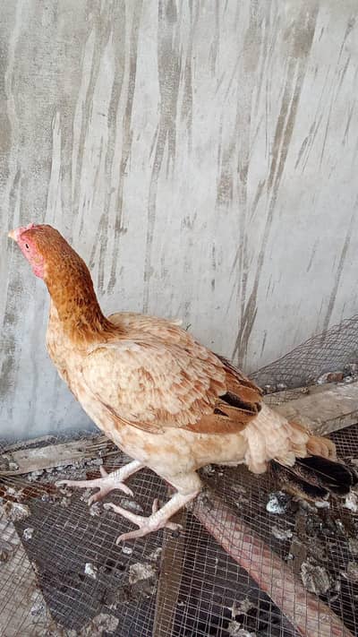 Desi Murghi, Desi Hen, Asil Hen