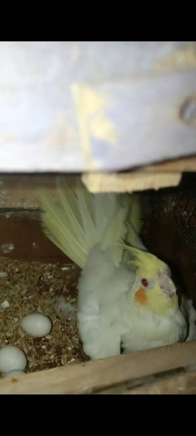 Lokking for new shilter