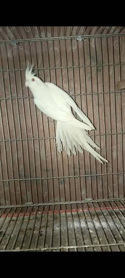 Lokking for new shilter