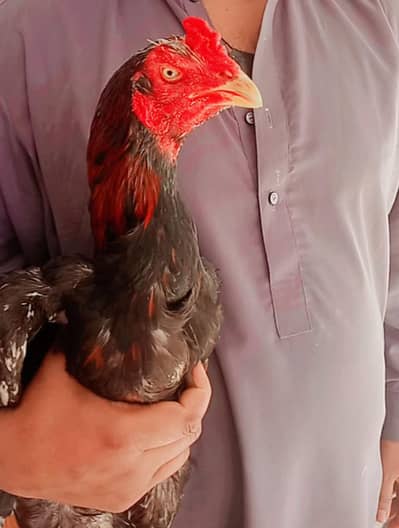 intahi acha patha bhot he achi game karny wala patha hai