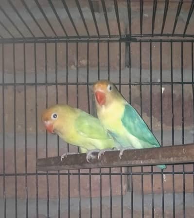 love bird breeder pair for sale
