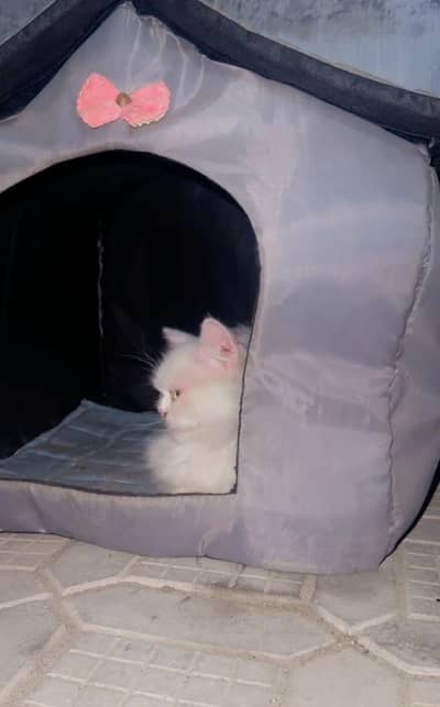 Pair of persian cats for sale urgent. 