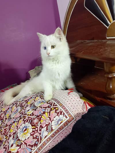 Turkish angora cat 10/10 condition