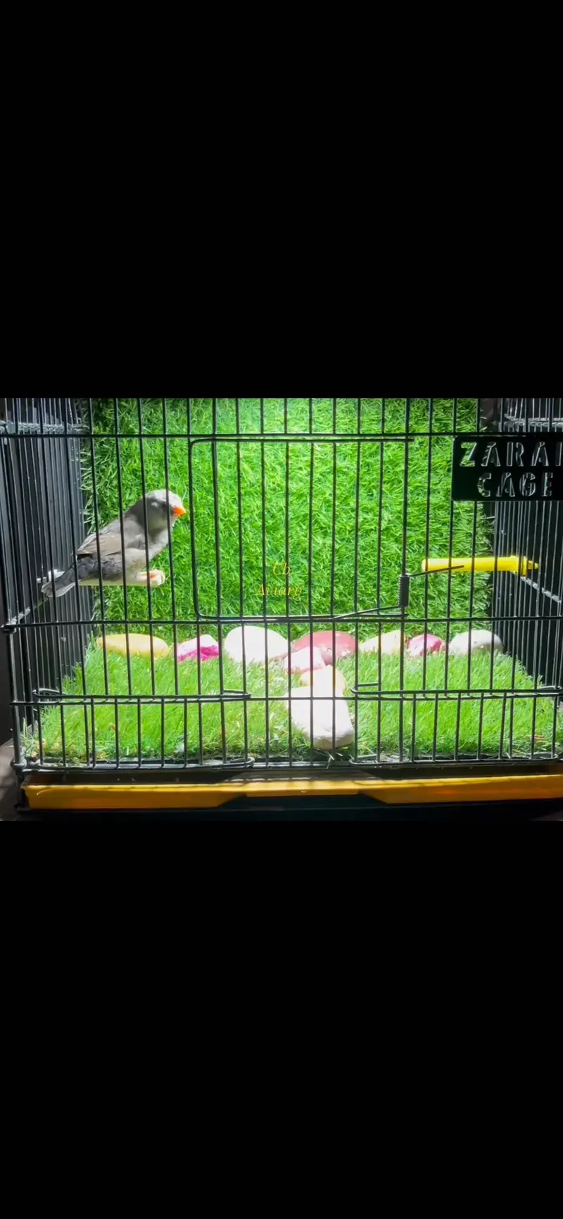Zebra finches mutation and fawn split pastel — photo 2