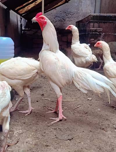 white heera breeders & eggs sussex eggs