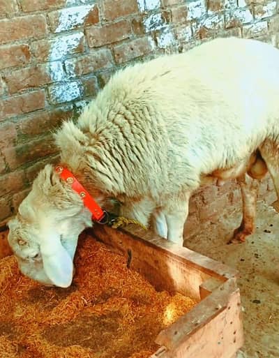 pure balkhii dumba fresh 2dant