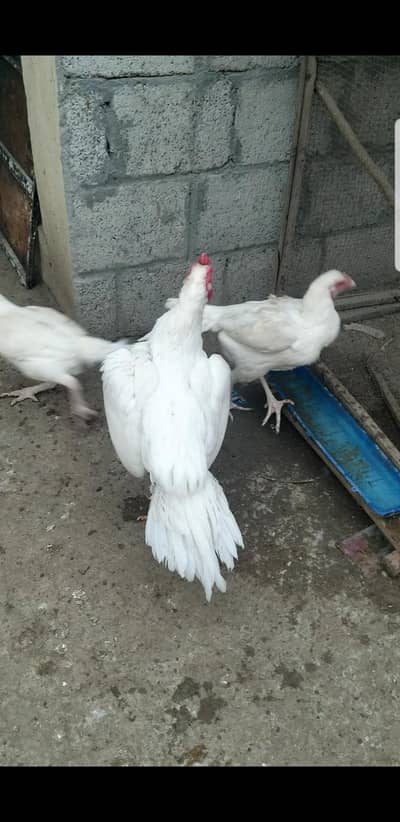 Heera aseel Lassani aseel eggs chiks