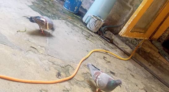 Lal Band Gandedar Breeder Pair