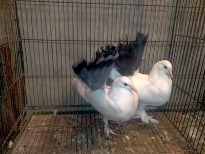 4 breeder pairs for sale