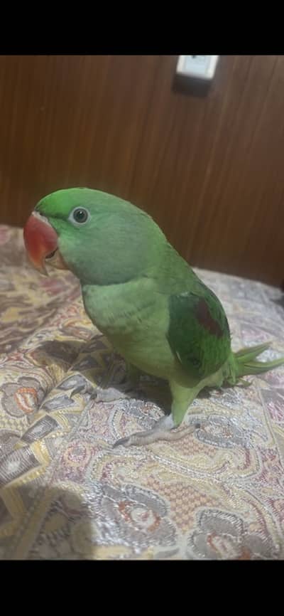 RAW parrot full speaking and healthy