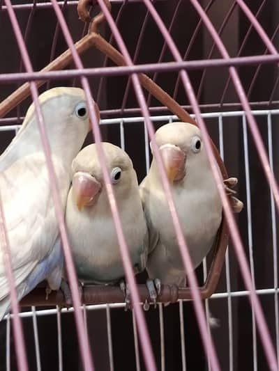 lovebirds