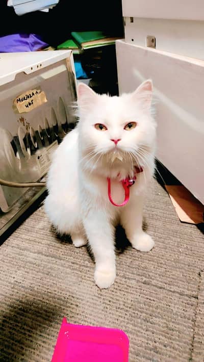 Persian Car  White Color