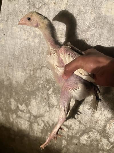 Kandhari  chicks 3 small 2 big chicks one paksitani one shamo  females