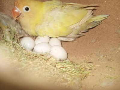 lovebirds breeder pair