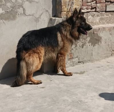 Pedigree Long coat Male