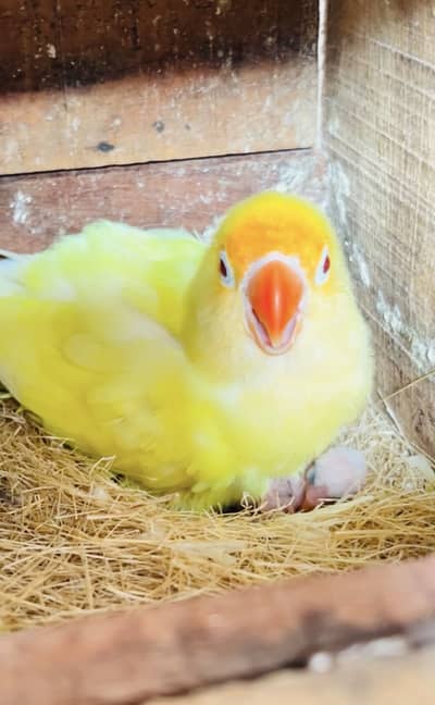 Breeder pair lovebirds
