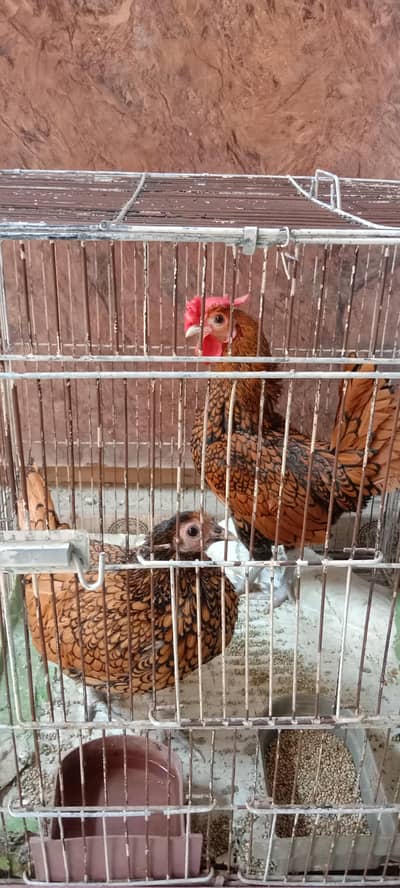 Golden seb right Pair