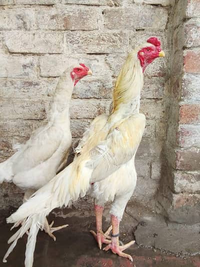 white shamo pair 03004664831