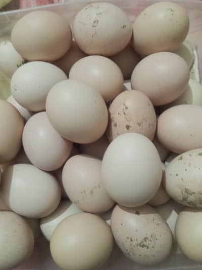 Aseel Lakha Fertile Eggs  Rs 200 per egg, phone no 03117090476