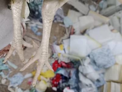 white Hera seel Madi zabrdast