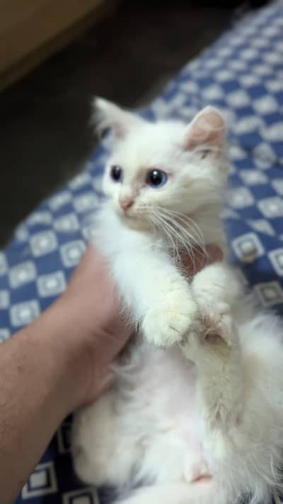 Persian Cat for sale