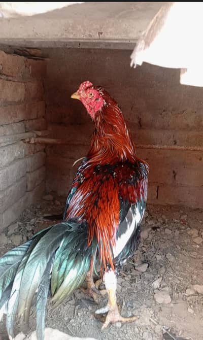 aseel murga for sale.