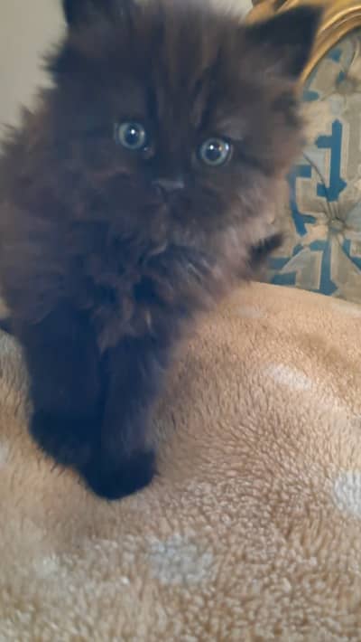 DHa phase 5 karachi. . 0321 2114500 contact