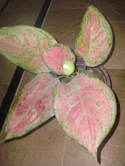 Aglaonema 03143946347