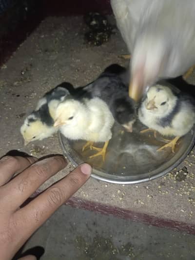 heera crass chicks for sell