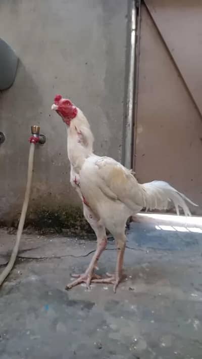 white heera aseel / white nok nali