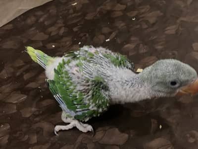 Raw parrots kids available for sale
