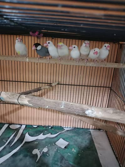 java pair for sale 4 pair Hai