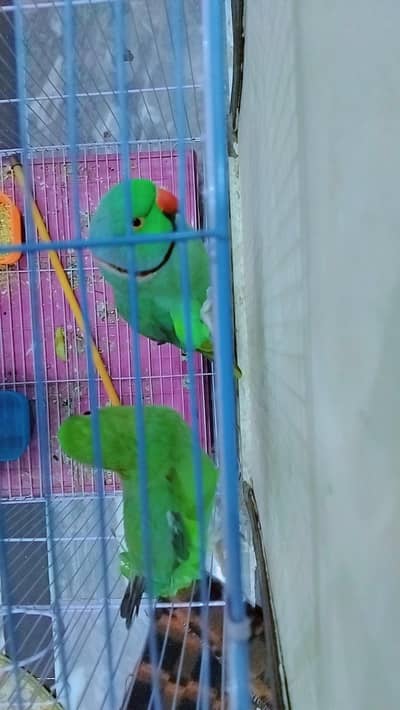 one pair of raw parrot for sale . serious buyers Can contact me