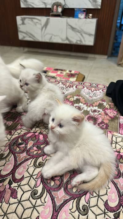 Kittens tripple coated blue eyes