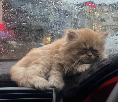 Persian Kitten Punch Face