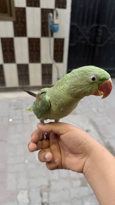King size kashmiri parrot