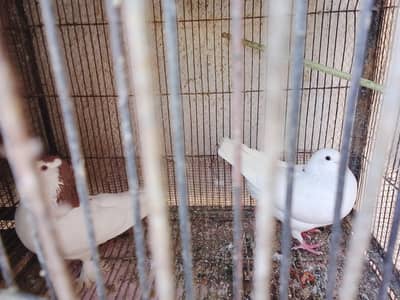 Fancy King Pigeon Male With Female Shirazi Pair