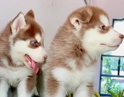 Siberian husky puppy/blue eyes/wolly coat puppy +92336,010,42,69