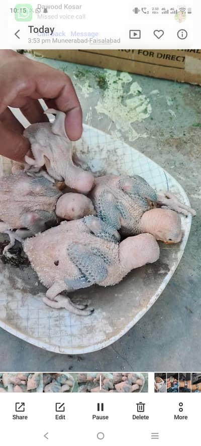 Raw baby chicks healthy active 