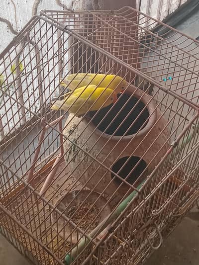 love birds multi colour