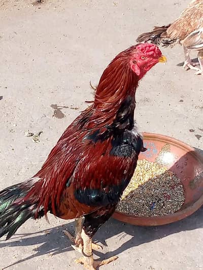 Aseel Breader murga for sale